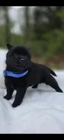Midnight, a male Schipperke for sale in Nottingham, PA – 3 of 4