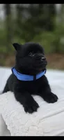 Midnight, a male Schipperke for sale in Nottingham, PA – 2 of 4