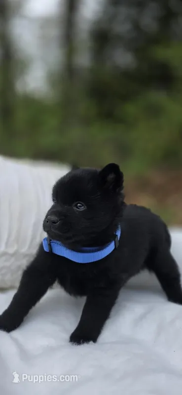 Midnight – Schipperke puppy for sale in Nottingham, PA