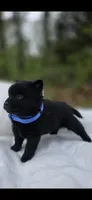 Midnight, a male Schipperke for sale in Nottingham, PA – 4 of 4