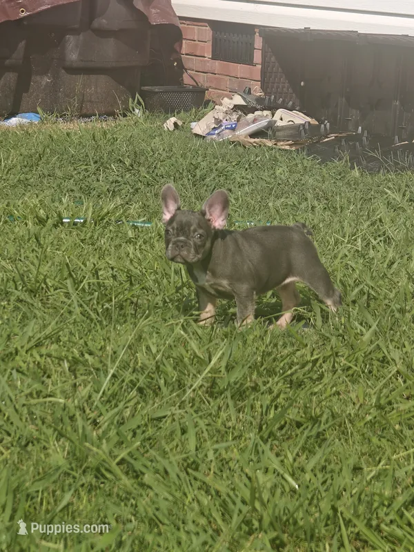 Bella – French Bulldog puppy for sale in Columbia, TN