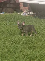 Bella, a female French Bulldog for sale in Columbia, TN – 1 of 3
