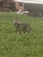 Bella, a female French Bulldog for sale in Columbia, TN – 3 of 3