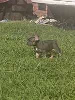 Bella, a female French Bulldog for sale in Columbia, TN – 2 of 3