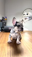 Pantro , a male French Bulldog for sale in Orlando, FL – 2 of 3
