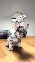 Pantro , a male French Bulldog for sale in Orlando, FL – 3 of 3