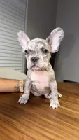 Finn, a male French Bulldog for sale in Orlando, FL – 2 of 5