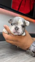 Sunny , a male French Bulldog for sale in Orlando, FL – 2 of 2