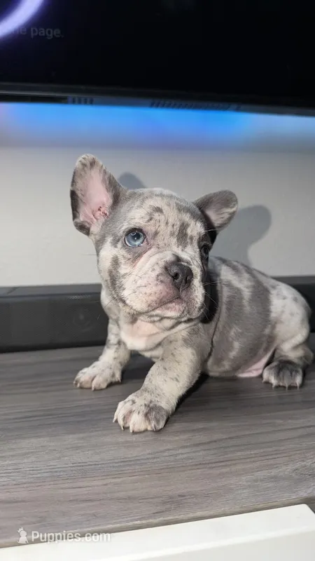 Cody  – French Bulldog puppy for sale in Orlando, FL
