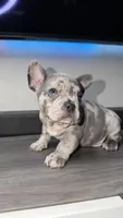 Cody , a male French Bulldog for sale in Orlando, FL – 1 of 2