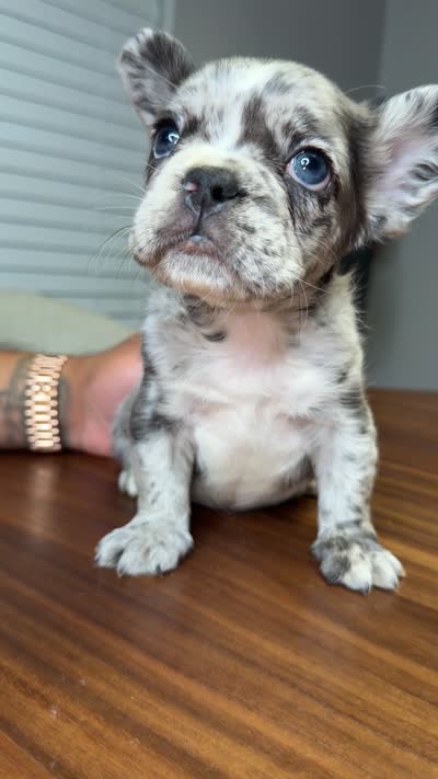 Breezy, a male French Bulldog for sale in Orlando, FL – 4 of 7