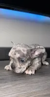 Finn, a male French Bulldog for sale in Orlando, FL – 2 of 2