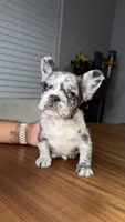 Breezy, a male French Bulldog for sale in Orlando, FL – 2 of 7