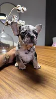 Rex , a male French Bulldog for sale in Orlando, FL – 2 of 3