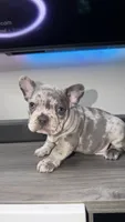 Cody , a male French Bulldog for sale in Orlando, FL – 2 of 2