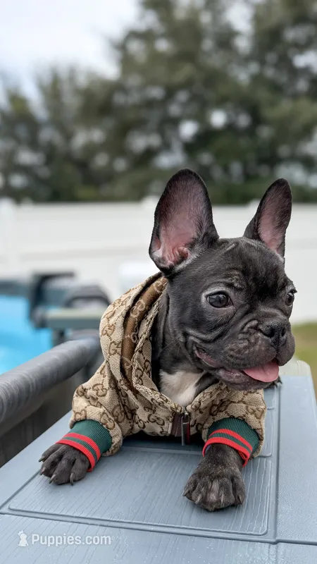 Olive  – French Bulldog puppy for sale in Orlando, FL