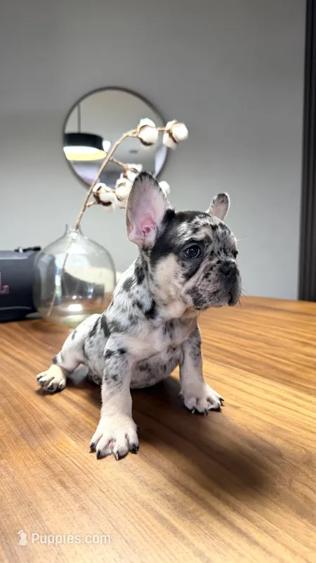 Pantro  – French Bulldog puppy for sale in Orlando, FL