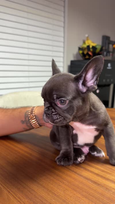 Willow , a male French Bulldog for sale in Orlando, FL – 3 of 5