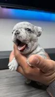 Summer , a female French Bulldog for sale in Orlando, FL – 1 of 2