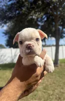 processed/53c44ad7-e8b3-48aa-b5c2-21f22dbc6605/listing/5ea2938f-e131-47c6-9840-e4c18d079932/732f78d9-eb19-4130-b9fd-506af6a898ec