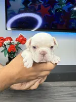 processed/53c44ad7-e8b3-48aa-b5c2-21f22dbc6605/listing/5ea2938f-e131-47c6-9840-e4c18d079932/bd90751d-d4dd-4c89-8507-0682a43f250b