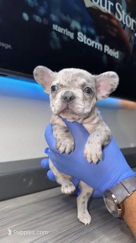 Finn – French Bulldog puppy for sale in Orlando, FL