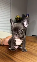 Willow , a male French Bulldog for sale in Orlando, FL – 2 of 5