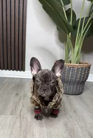 Plum, a female French Bulldog for sale in Orlando, FL – Photo 3 of 10