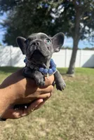 Caramel, a female French Bulldog for sale in Orlando, FL – Photo 6 of 8