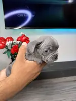 Caramel, a female French Bulldog for sale in Orlando, FL – Photo 8 of 8