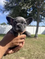 Caramel, a female French Bulldog for sale in Orlando, FL – Photo 7 of 8