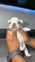 Blaze , a male French Bulldog for sale in Orlando, FL – 2 of 2