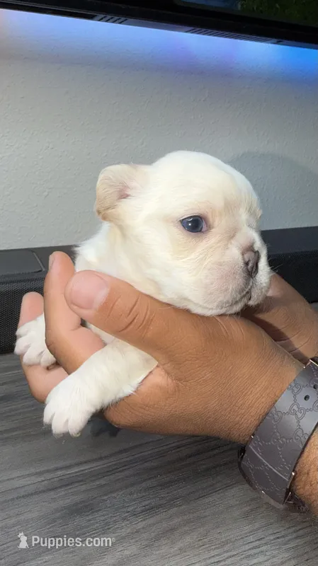 Blaze  – French Bulldog puppy for sale in Orlando, FL