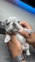 Summer , a female French Bulldog for sale in Orlando, FL – 2 of 2