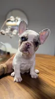 Cutie, a female French Bulldog for sale in Orlando, FL – 2 of 2
