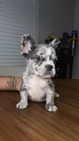 Breezy, a male French Bulldog for sale in Orlando, FL – 1 of 7