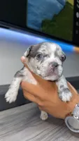 Breezy, a male French Bulldog for sale in Orlando, FL – 3 of 3