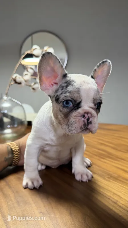 Cutie – French Bulldog puppy for sale in Orlando, FL
