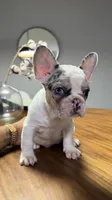 Cutie, a female French Bulldog for sale in Orlando, FL – 1 of 2