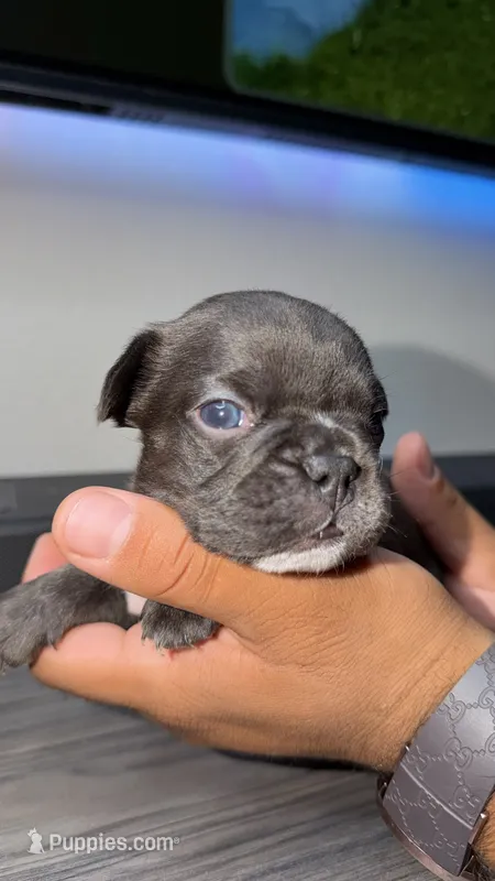 Willow  – French Bulldog puppy for sale in Orlando, FL