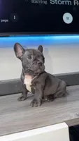 Olive , a male French Bulldog for sale in Orlando, FL – 2 of 2