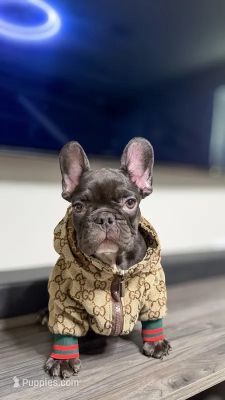 Willow  – French Bulldog puppy for sale in Orlando, FL