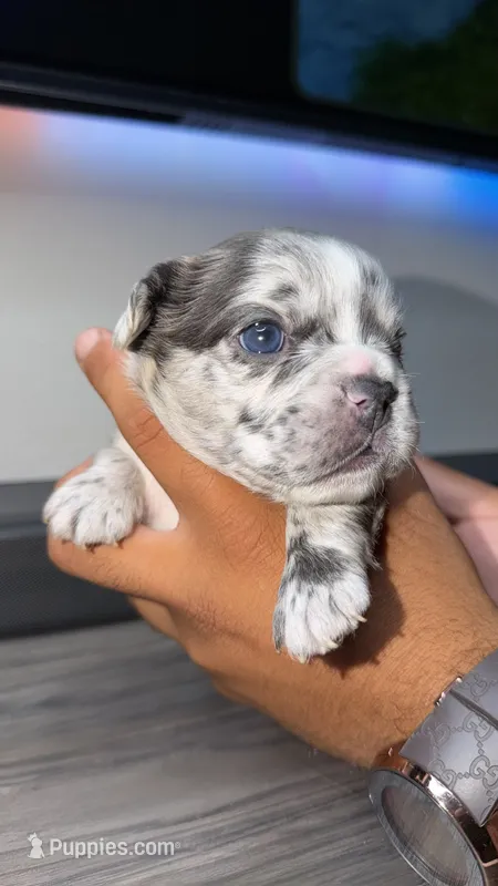 Breezy – French Bulldog puppy for sale in Orlando, FL