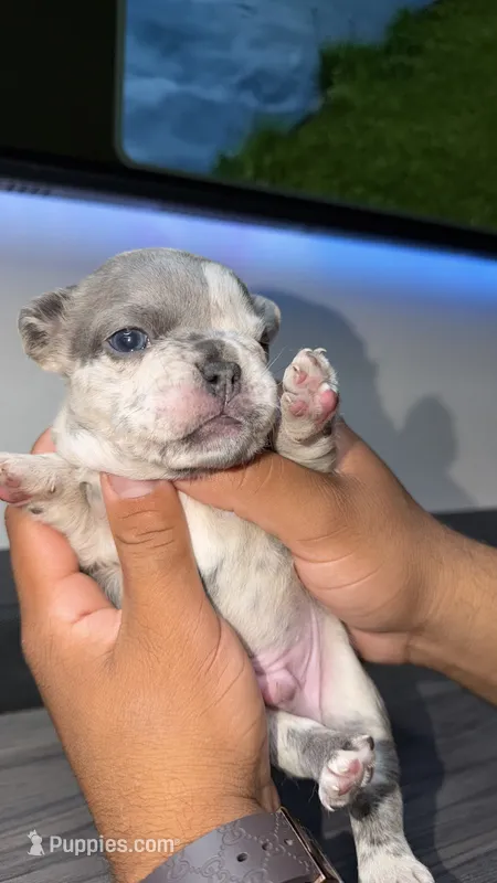 Sunny  – French Bulldog puppy for sale in Orlando, FL