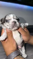 Breezy, a male French Bulldog for sale in Orlando, FL – 2 of 3