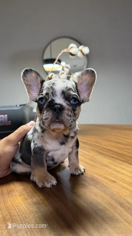Rex  – French Bulldog puppy for sale in Orlando, FL