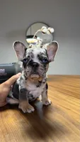 Rex , a male French Bulldog for sale in Orlando, FL – 1 of 3