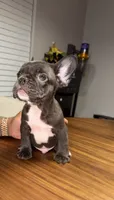 Willow , a male French Bulldog for sale in Orlando, FL – 1 of 5