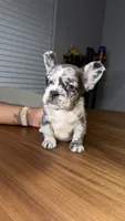Breezy, a male French Bulldog for sale in Orlando, FL – 3 of 7
