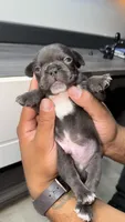 Willow , a male French Bulldog for sale in Orlando, FL – 2 of 2